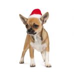 Ковпак Pet Fashion новорічний для собак, розмір M, червоний