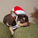 Ковпак Pet Fashion новорічний для собак, розмір M, червоний