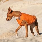 Жилет Pet Fashion «E.Vest» для собак, размер S, оранжевый