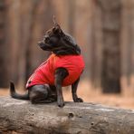 Жилет Pet Fashion «E.Vest» для собак, размер XS2, красный