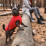 Жилет Pet Fashion «E.Vest» для собак, размер M, красный