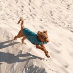 Жилет Pet Fashion «E.Vest» для собак, размер M, морская волна