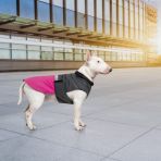 Попона Pet Fashion «Roy» для собак, розмір 3XL, малиново-сірий