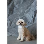 Шапка Pet Fashion Teddy для собак размер M