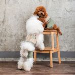 Шлея-костюм Pet Fashion для собак Patrik XXS