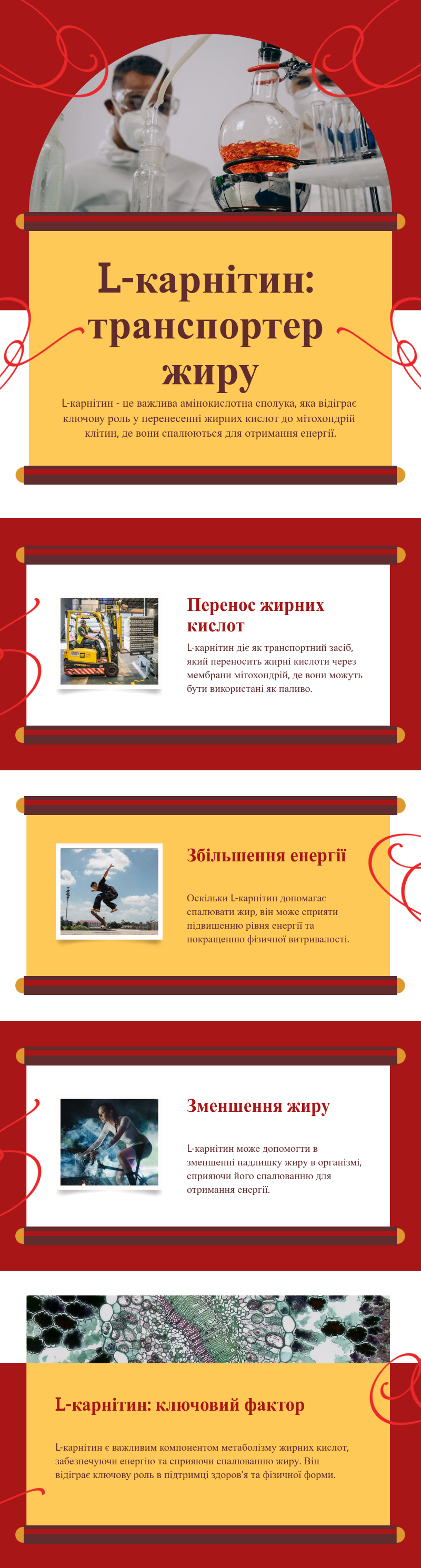 L-Карнітин є важливою амінокислотною сполукою, що відповідає за перенесення жирних кислот у мітохондрії клітин.